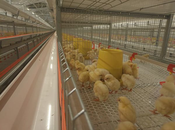 傳統肉禽籠養